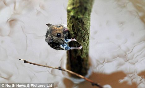 Pictured: The tiny field mouse who saved himself from a flooded river using his tail Article-1113187-03081FED000005DC-128_468x286