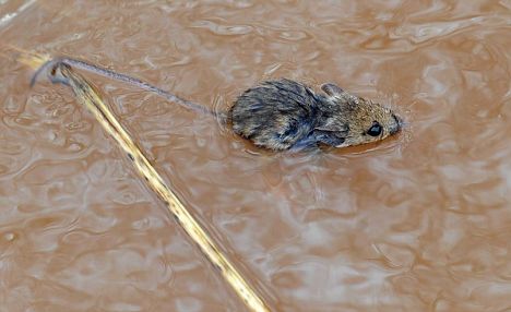 Pictured: The tiny field mouse who saved himself from a flooded river using his tail Article-1113187-03082183000005DC-874_468x286