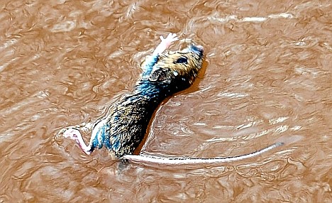 Pictured: The tiny field mouse who saved himself from a flooded river using his tail Article-1113187-03090FC9000005DC-813_468x286