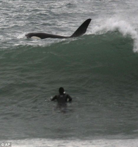 Man shares the waves with killer whale for 45 minutes... because the surf was 'too good to miss' Article-1114729-0302F2E8000005DC-298_468x500