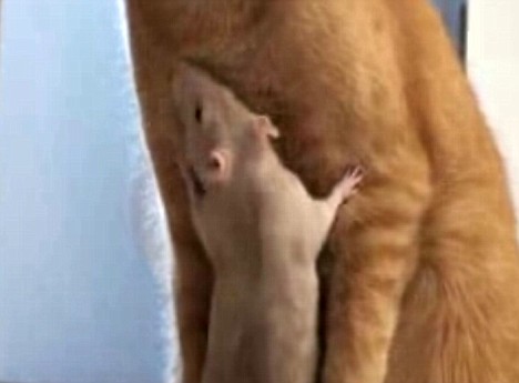 The cat and the rat who struck up an unlikely romance Article-1118608-0313A380000005DC-823_468x345