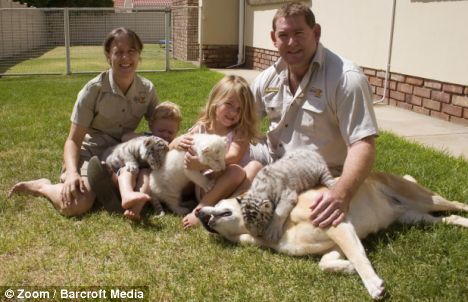 Motherly love: Lisha the Labrador plays surrogate to... tigers, cheetahs, porcupines, and even a pygmy hippo Article-1133942-03450439000005DC-497_468x302