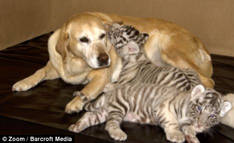 Motherly love: Lisha the Labrador plays surrogate to... tigers, cheetahs, porcupines, and even a pygmy hippo Article-1133942-034504C5000005DC-287_468x286