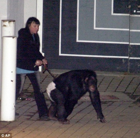 Drug-crazed celebrity chimp is stabbed and shot to death after he mauled a woman and attacked police officers Article-1147529-038B7FC5000005DC-83_468x460