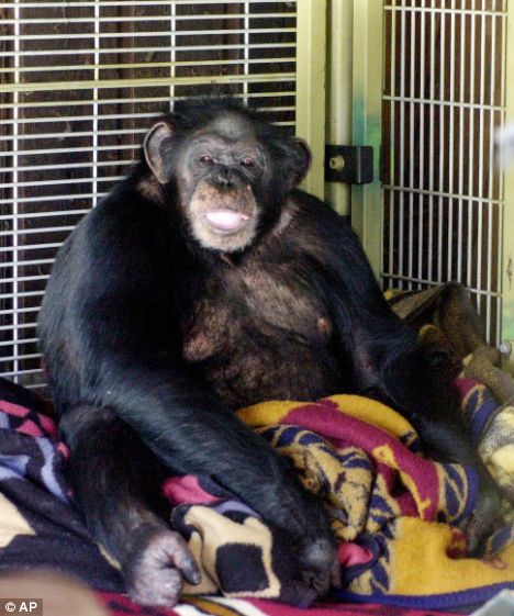 Drug-crazed celebrity chimp is stabbed and shot to death after he mauled a woman and attacked police officers Article-1147529-038BA611000005DC-700_468x561