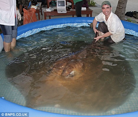 World record as British angler lands 55-stone stingray that's FIVE TIMES his weight Article-0-03A6175A000005DC-784_468x395