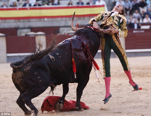 Bull Fight - Matador gored Article-1189467-051CD259000005DC-686_634x487