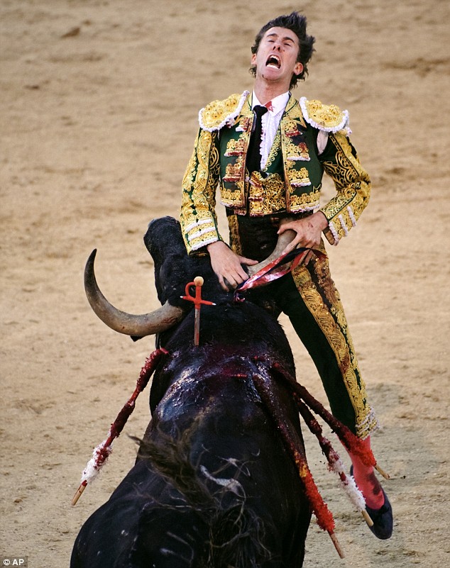 Bull Fight - Matador gored Article-1189467-051CE773000005DC-756_634x801