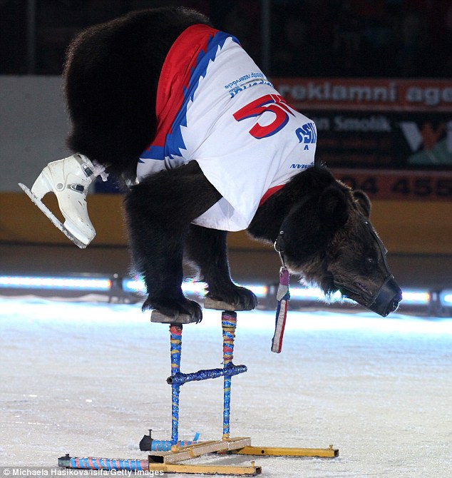 Fotografías de osos de circo forzados a patinar sobre hielo Article-0-073C938B000005DC-571_634x670