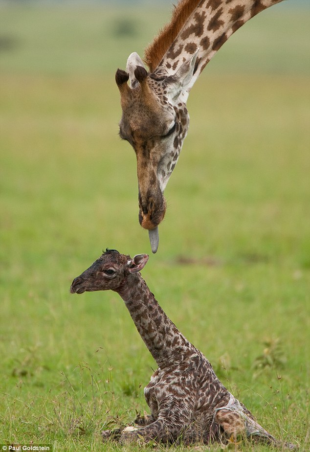 Masai Mara  Foto nascita giraffa Article-1258312-08BCE83D000005DC-745_634x924