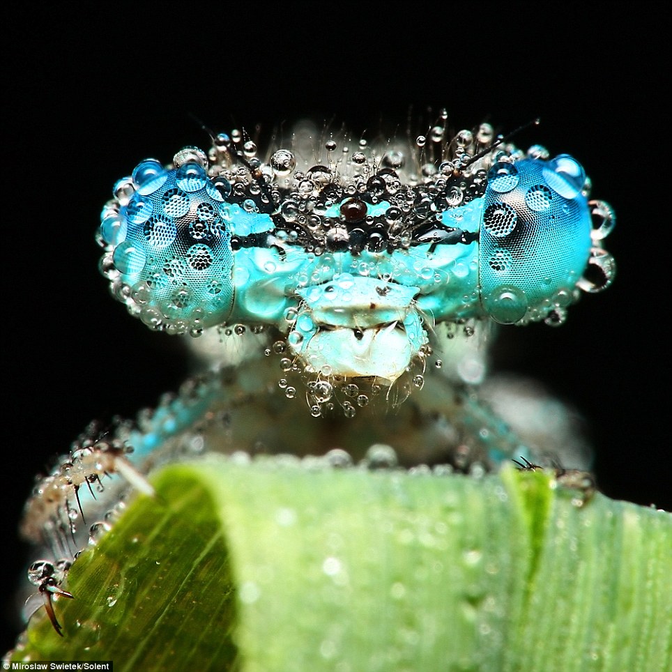 insectos cubiertos de gotas de agua Article-1260946-08E1130E000005DC-61_964x964