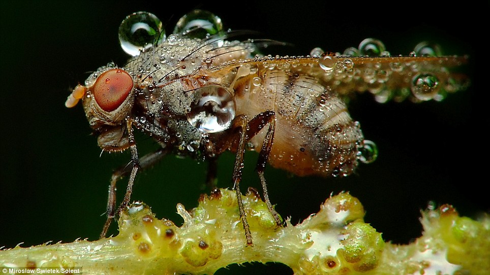 insectos cubiertos de gotas de agua Article-1260946-08E1143D000005DC-807_964x542