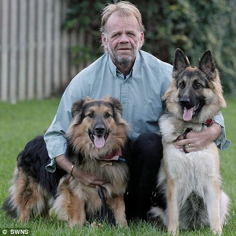 Two GSD's save their owner's life when he falls into a coma while out walking them Article-0-0C376488000005DC-444_468x468