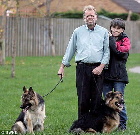 Two GSD's save their owner's life when he falls into a coma while out walking them Article-1332601-0C375A95000005DC-657_468x453