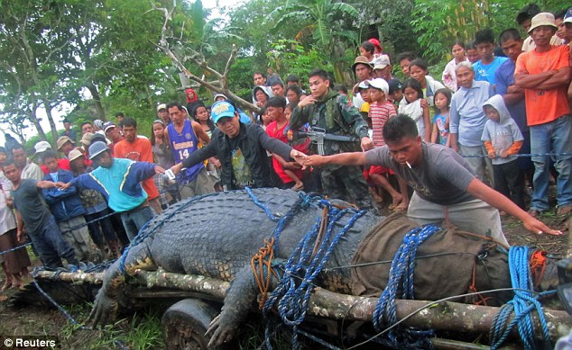 بالقيديو والصور // اصتياد اكبر تمساح حى فى العالم فى الفلبين Article-2034007-0DBB366700000578-961_634x389
