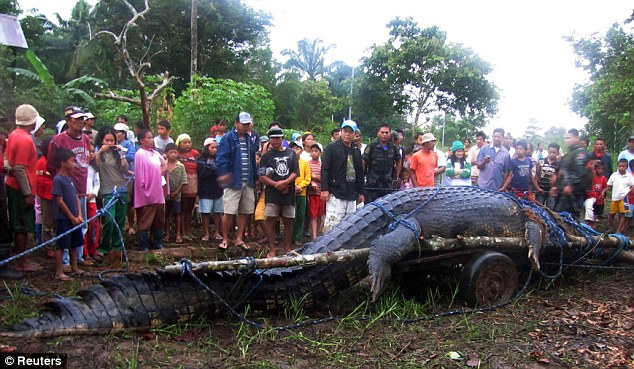 بالقيديو والصور // اصتياد اكبر تمساح حى فى العالم فى الفلبين Article-2034007-0DBB3AAF00000578-611_634x369