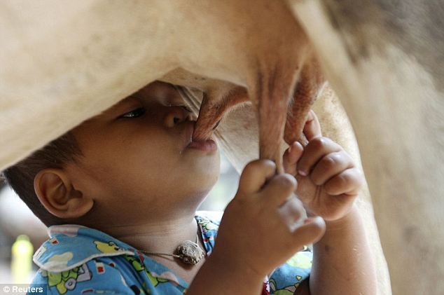 طفل يرضع من ثدي البقرة Article-0-0DD2B72D00000578-38_634x421