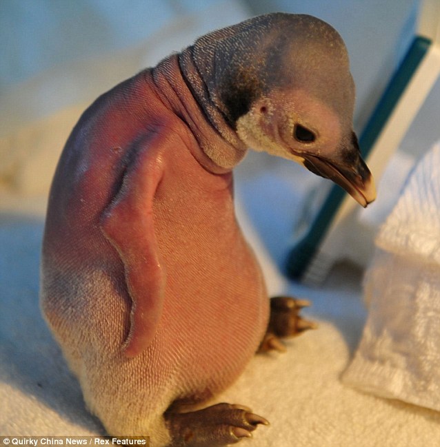 baby pinguin .... Article-2040122-0DFF1BCE00000578-565_638x649