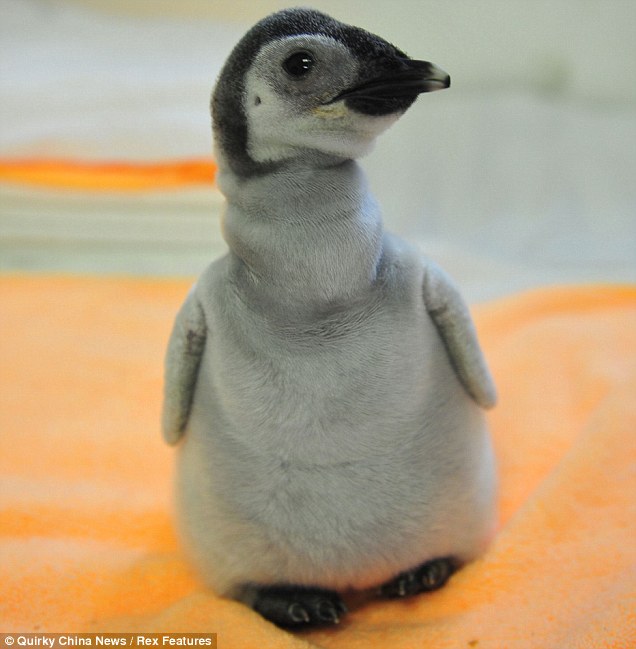 baby pinguin .... Article-2040122-0DFF1D8200000578-711_636x649