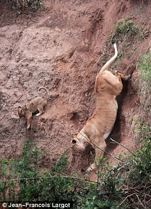 Cliffhanger! Lion cub saved by mum in dramatic scenes caught on camera as he cries out pitifully for help By PAUL THOMPSON  Article-2041813-0E03426300000578-278_306x423