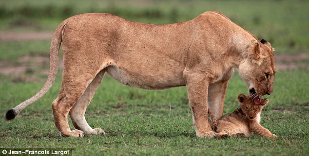 Cliffhanger! Lion cub saved by mum in dramatic scenes caught on camera as he cries out pitifully for help By PAUL THOMPSON  Article-2041813-0E0343B300000578-889_634x321