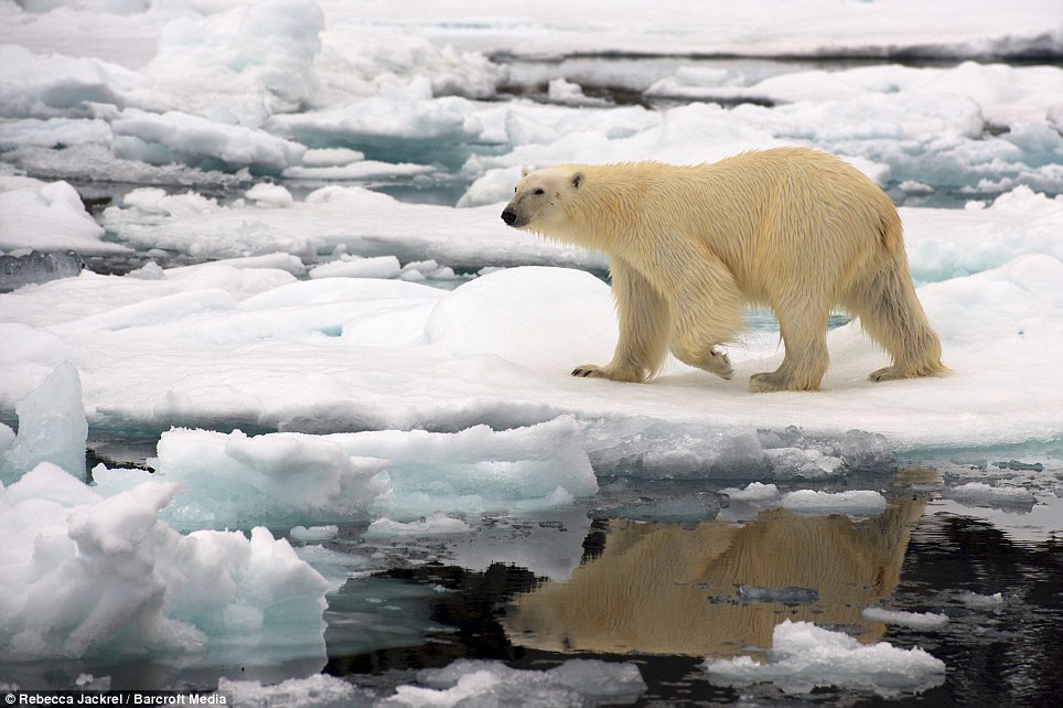 صور // الدب القطبي لحظة قفز بين اثنين من ذوبان القمم الجليدية القطبية Article-2046319-0E4165CA00000578-563_964x642