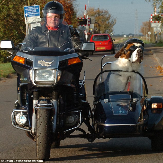 Un saint Bernard en Side car Article-2057156-0EA5B9A800000578-197_634x631