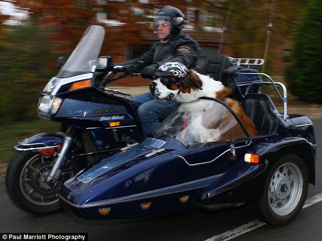 Un saint Bernard en Side car Article-2057156-0EA6341C00000578-224_634x475