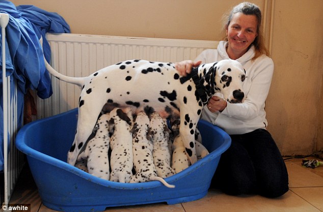 كلبة من فصيلة dalmatian تلد 15 جرو بصحة جيدة .. كتير كتير حلوين Article-2076225-0F38DE8200000578-948_634x416