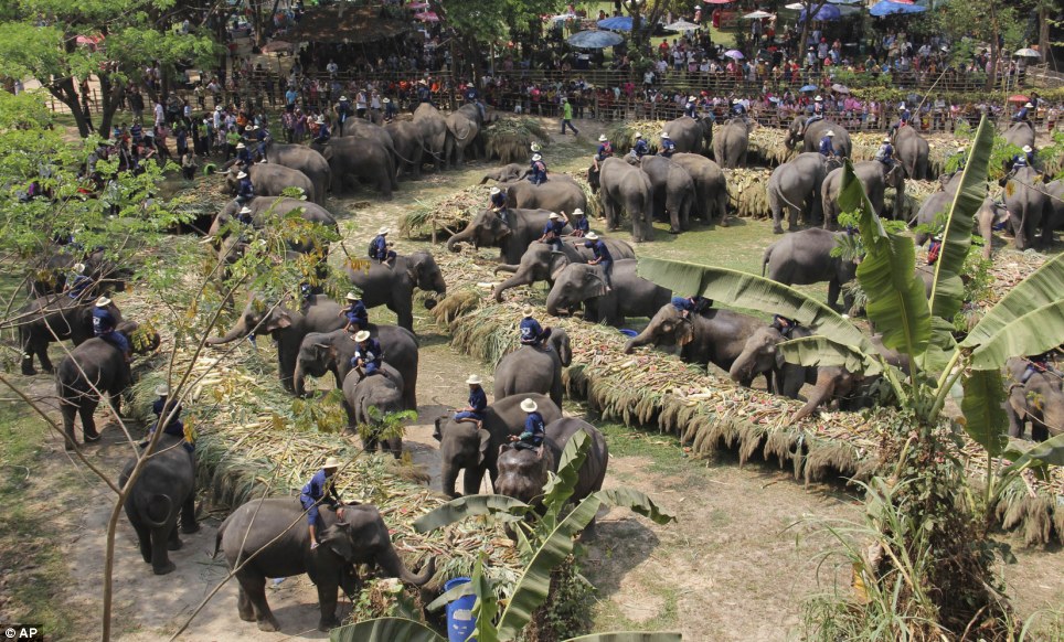 بالصور //  تدافع للبوفيه: قطيع من الفيلة فى احتفال اليوم الوطني الفيل في تايلاند Article-0-1224C089000005DC-666_964x582