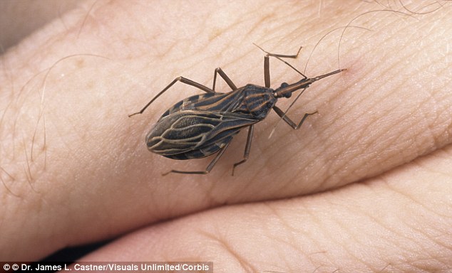 The 'new AIDS of the Americas': Experts warn of deadly insect-borne disease that can cause victims' hearts to explode   Article-2151815-135B8973000005DC-405_634x384