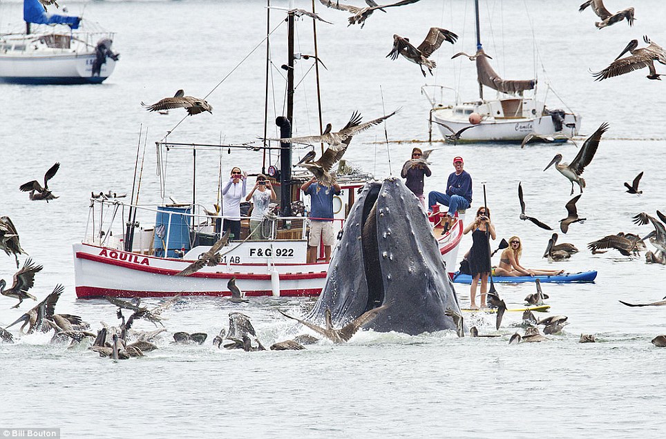 Whales drop in on California harbour Article-0-14A19757000005DC-894_964x636