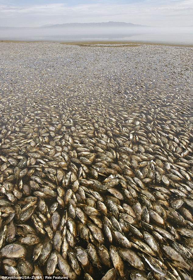 Millones de peces muertos arrojados en el lago de Salt Lake confirmadan como la fuente del hedor a huevo podrido en Los Angeles  Article-0-14FA8A42000005DC-950_634x919