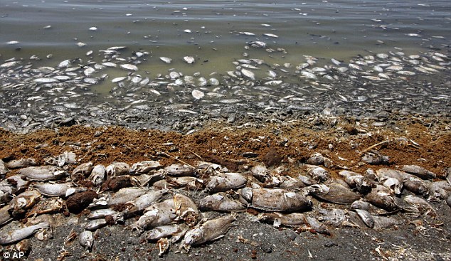 Millones de peces muertos arrojados en el lago de Salt Lake confirmadan como la fuente del hedor a huevo podrido en Los Angeles  Article-2202288-14F7C4FD000005DC-979_634x367