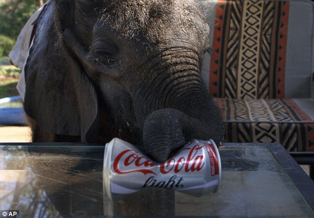 Orphaned baby elephant on road to recovery after finding new home with humans and two pet dogs  Article-2218330-1583D6D3000005DC-761_634x441