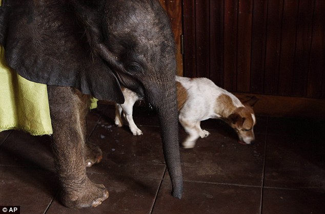 Orphaned baby elephant on road to recovery after finding new home with humans and two pet dogs  Article-2218330-1583E3D0000005DC-88_634x418