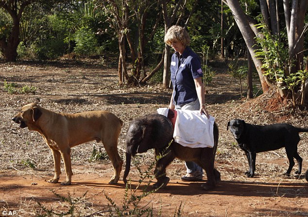 Orphaned baby elephant on road to recovery after finding new home with humans and two pet dogs  Article-2218330-1583E95C000005DC-722_634x447