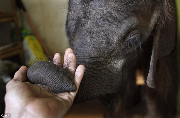 Orphaned baby elephant on road to recovery after finding new home with humans and two pet dogs  Article-2218330-1583F00E000005DC-470_634x415