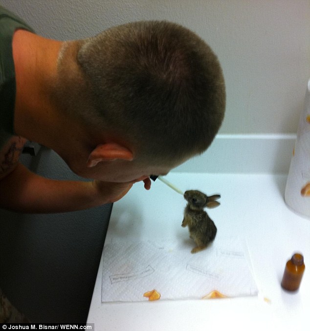 U.S. Marine rescues four orphaned bunnies hand rearing them himself. Article-2345340-1A6C2C23000005DC-358_634x676