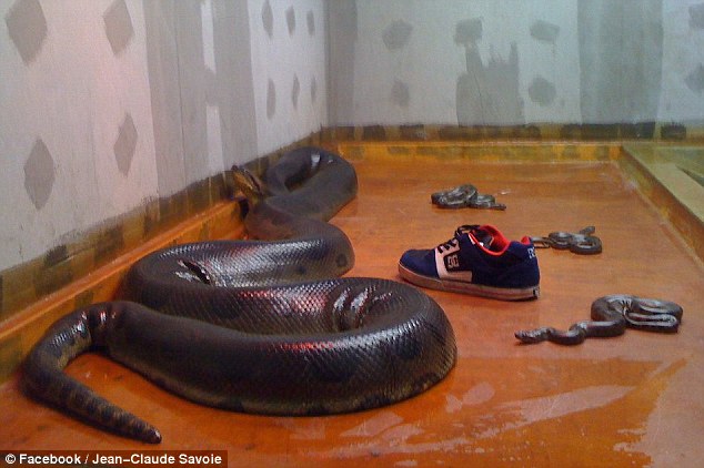 Apologies required from McCann-haters over snake deaths Article-2385145-1B29F6D7000005DC-193_634x422