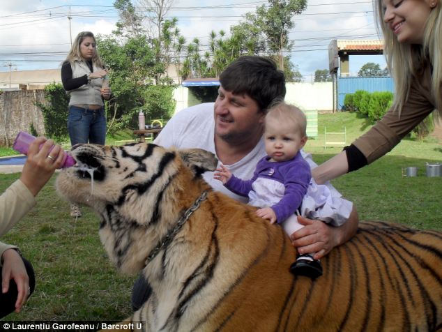 The tigers who came to tea: Brazilian animal lover moves SEVEN beasts into his home and even lets granddaughter ride on their backs... but insists it is not dangerous  Article-2431612-183F0EE900000578-356_634x476