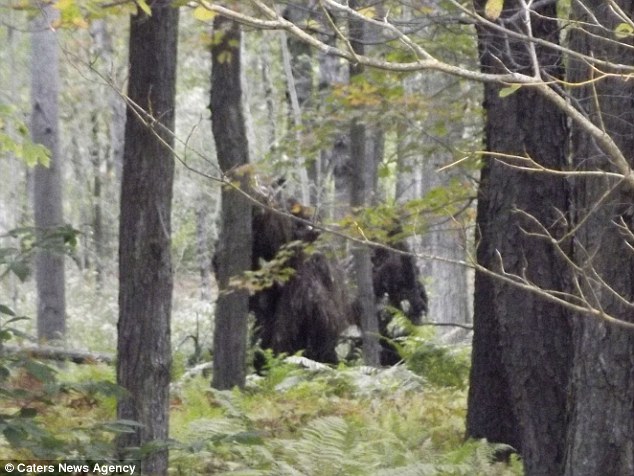 Deux Bigfoots photographiés en Pennsylvanie? Article-0-1875671C00000578-582_634x476