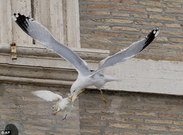 Des oiseaux diaboliques attaquent les colombes du pape Francois Article-2546218-1AF8954600000578-653_634x467