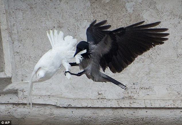 POPE RELEASES PEACE DOVES TO MEET DEMISE INSTANTLY Article-2546218-1AF8A5E500000578-66_634x435