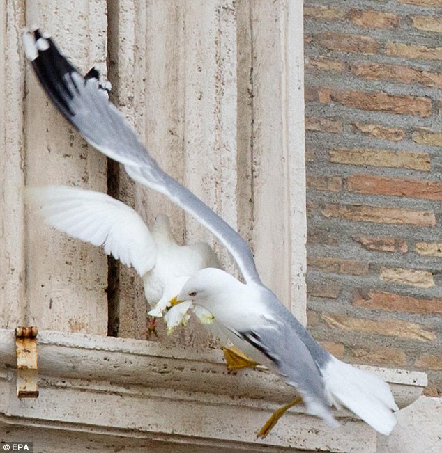 POPE RELEASES PEACE DOVES TO MEET DEMISE INSTANTLY Article-2546218-1AF8B5C900000578-21_634x651