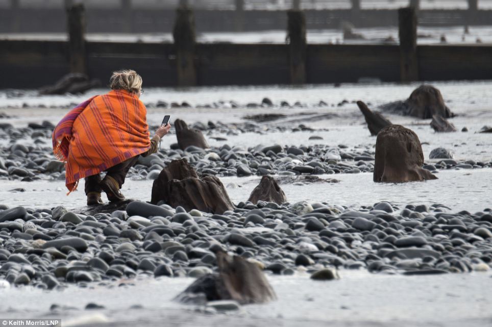 Grande-Bretagne: sous la mer, des forêts vieilles de 5000 ans révélées par les tempêtes. Article-2564285-1BAA8D3F00000578-149_964x641