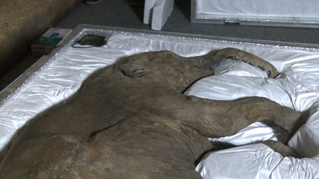 Could this 42,000-year-old baby bring mammoths back from extinction? Video-undefined-1E07711D00000578-721_636x358