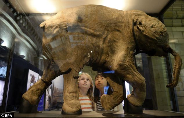 Could this 42,000-year-old baby bring mammoths back from extinction? Article-2634954-1E10021700000578-163_634x409