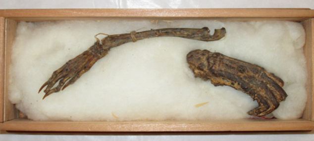 Are these the bones of a water demon? Article-2644036-1E53F5BF00000578-336_634x286