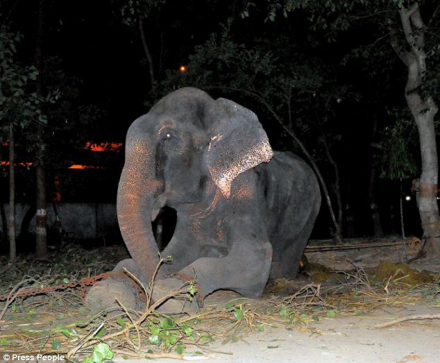 Elephant cries after being unchained for the first time in 50 years Article-2682388-1F6E1EA200000578-509_634x523